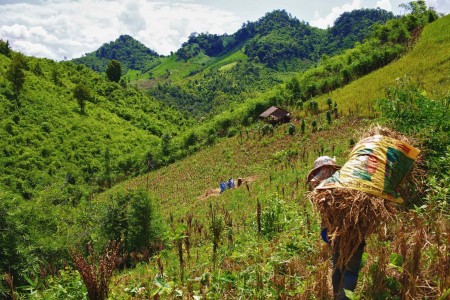 Rice harvest in Laos