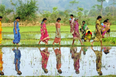Women working in their rice paddy fields