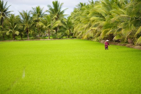 Rice cultivation in Vietnam