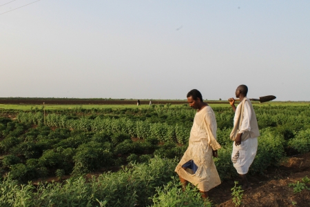 Gezira irrigation scheme, Sudan.