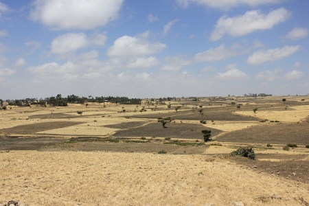 Chickpea boom for smallholder farmers in Ethiopia