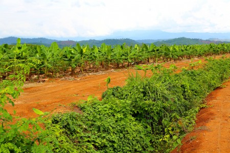 Banana plantation in Kachin, Myanmar.
