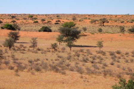 Kalahari, Namibia 
