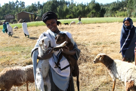 Woman farmer holds onto lambs in the Ethiopian Highlands.
