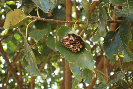 nigeria bees