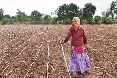woman installing drip irrigation