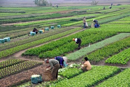A large farm growing a variety of foods. Vietnam