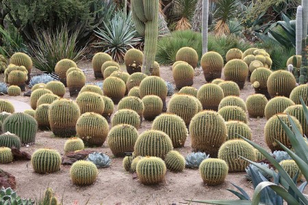 Cactus Farming