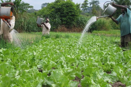 manual irrigation ghana