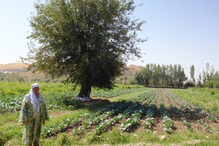 Tajik Woman field