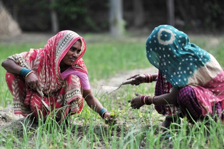 Nepal Women weeding paddy field 