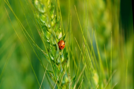 Ladybeetle on improved wheat growing in Pakistan.