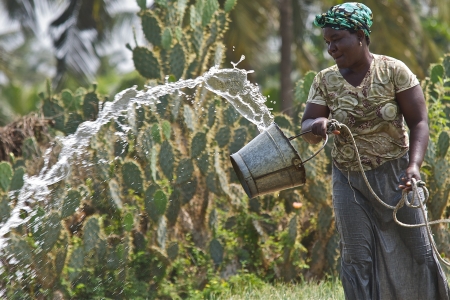 A woman watering crops in Ghana.