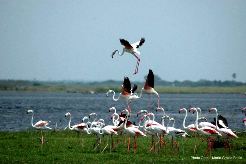 Flamingos landing in Bundala, Sri Lanka.