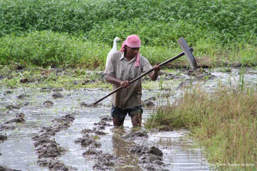 A farmer in a rice field in rural Sri Lanka.