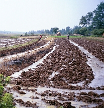 A water-logged field in Tuanlin China