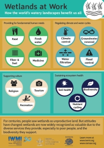 Infographic: Wetlands at Work