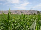 Maize grwon in Kyrgzistan, Central Asia_June06_034_resized