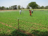 Sprinkler irrigation for crop of alfalfa in North Gujarat, India.IMG_0599