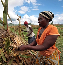 Women working in a maize farm