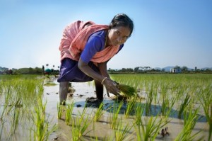 Farmer planting paddy in Tamil Nadu