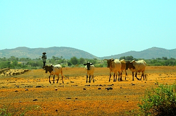 Livestock farming in Ghana