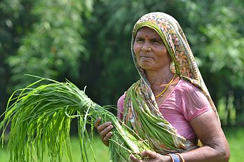 Farmer in Vaishali, India. Photo credit: V. Reddy 