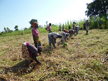 farmers group transplanting seeds on their community farm land