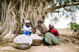 picking the seeds from freshly harvested cotton