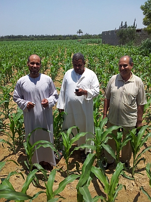 Three pilot scheme participants from Nubaria region, Egypt