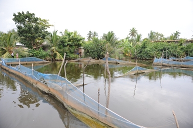 Odai fish farm at De Mel Watta, Seeduwa, near Negombo.  Photo: IWMI/Saaliya Thilakarathna