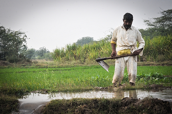 Rice farming in Pakistan