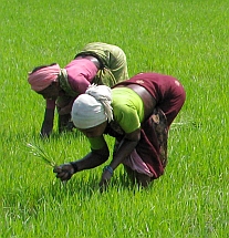 Planting Rice Paddy