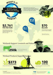 Download an infographic of wetland agriculture facts and figures