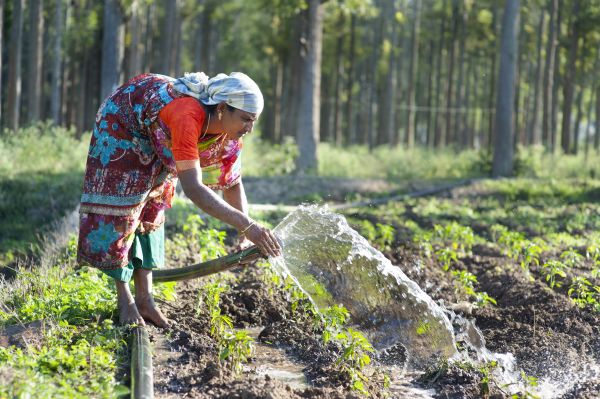Women watering plants in India