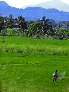 Paddy farmers in Sri Lanka applying agrochemicals by hand (Photo: cc: Christopher Skene on Flickr)