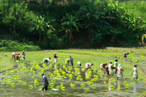 Famers planting paddy in waterlogged fields in Sri Lanka.  Photo: cc: DenishC on Flickr