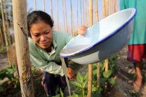 Woman watering long beans with river water in Phonthan Village, Phonhong District, Vientiane Province, Laos.