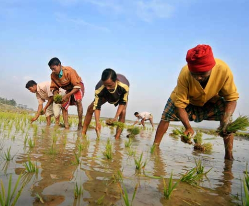 Farmers planting Iri-Boro seeds