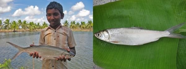 Left: Boy with a milkfish in India. Photo: cc: Arun Padiyar/WorldFish on Flickr Right: Milkfish in India. Photo: cc: Arun Padiyar/WorldFish on Flickr