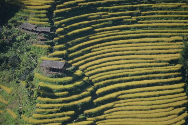 Irrigated rice terraces in Okhaldhunga, Nepal. Photo: cc: Fraser Sugden/IWMI