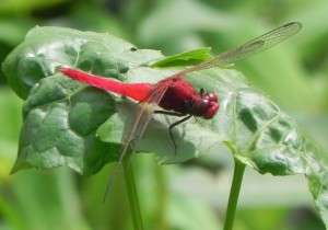 A spine-legged redbolt dragonfly perches on a leaf by the  Thalangama tank. This dragonfly is in the near-threatened category (Photo: Jagath Gunawardena). 