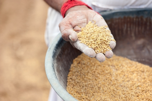 Man holding rice seeds, India (photographer Hamish John Appleby / IWMI)