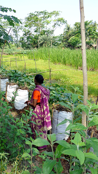 Sack vegetable cultivation, Bangladesh.