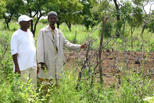 Abdullah Ahjedi and Chief Issahaku Jesiwuni inspect Abdullah’s simple but effective livestock fences made from branches