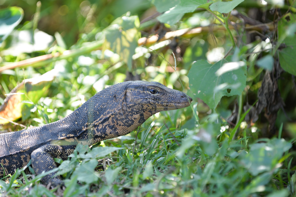 A water monitor basks in the sun in the shrubs by the Thalangama wetland. The water monitor was the first Sri Lankan reptile to receive legal protection under the 1937 Fauna and Flora Protection Act http://faolex.fao.org/docs/pdf/srl22041.pdf 