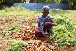 Small-scale carrot farming in Jaffna (photo: cc: Johanan Ottensooser on Flickr).