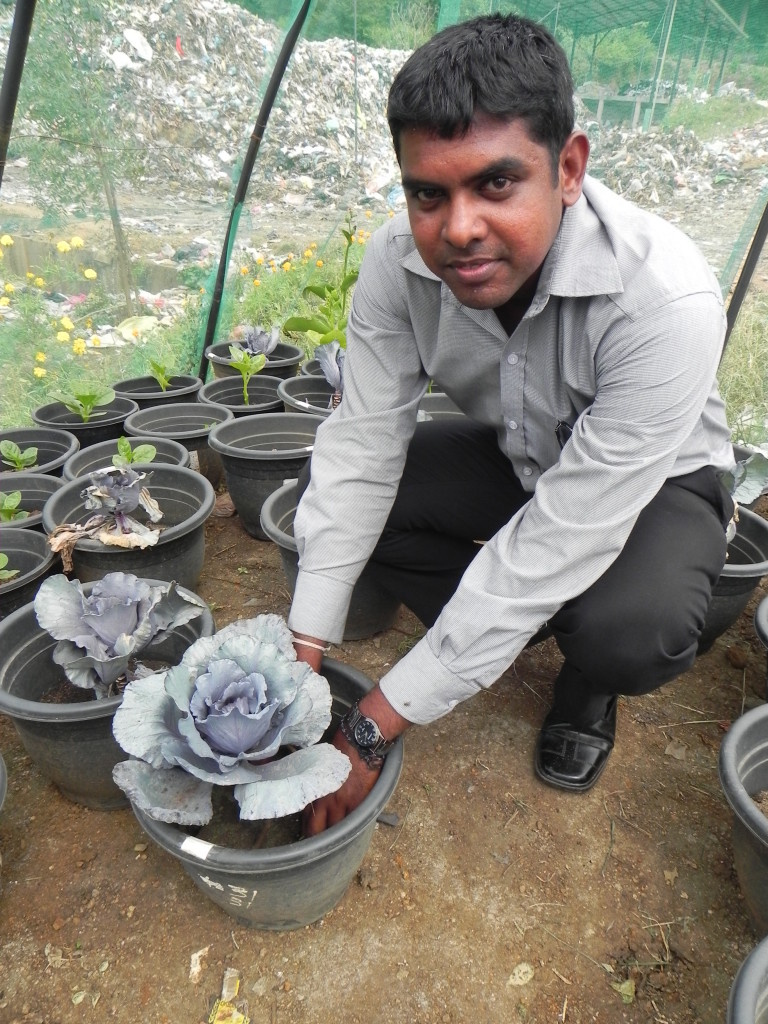 The IWMI greenhouse grows cabbage and spinach using different compositions of compost and pellets.