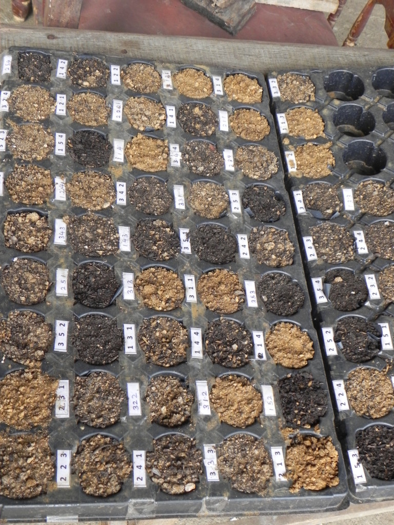 IWMI is conducting germination tests on different seed varieties which will be grown in varying combinations of nutrients to test their effectiveness in growing diverse crops.