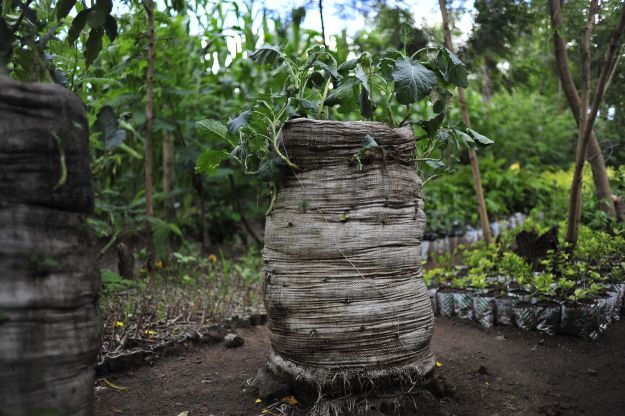 A bag garden in Kenya Photo: Neil Palmer/CIAT